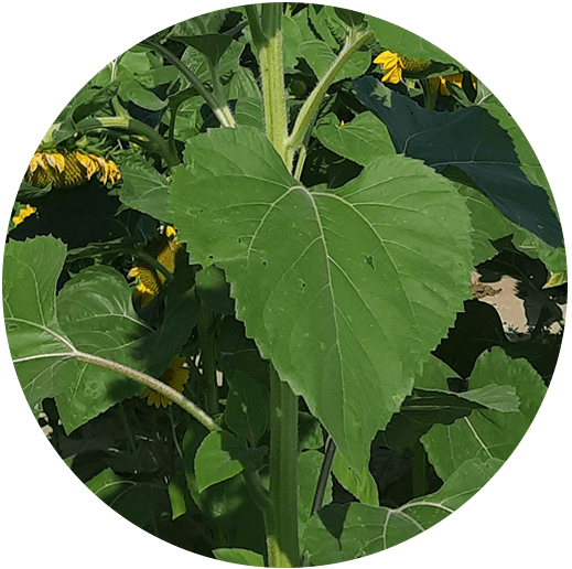 tournesol