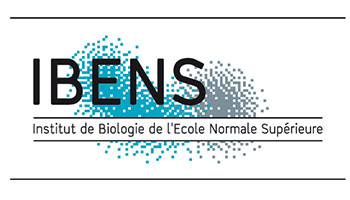 IBENS