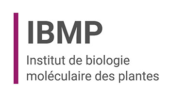 IBMP